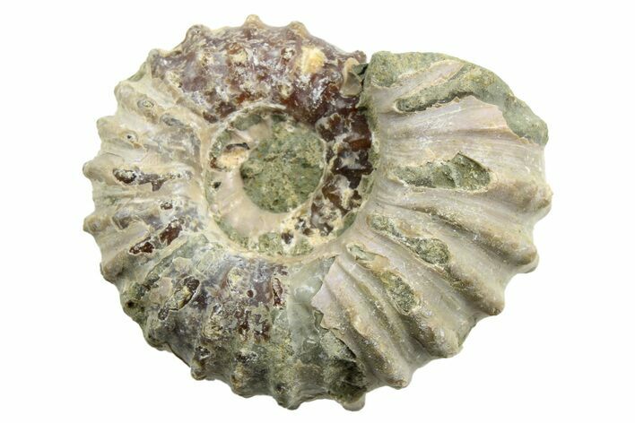 1 3/4 to 2" Tractor Ammonite (Douvilleiceras) Fossils - Photo 1